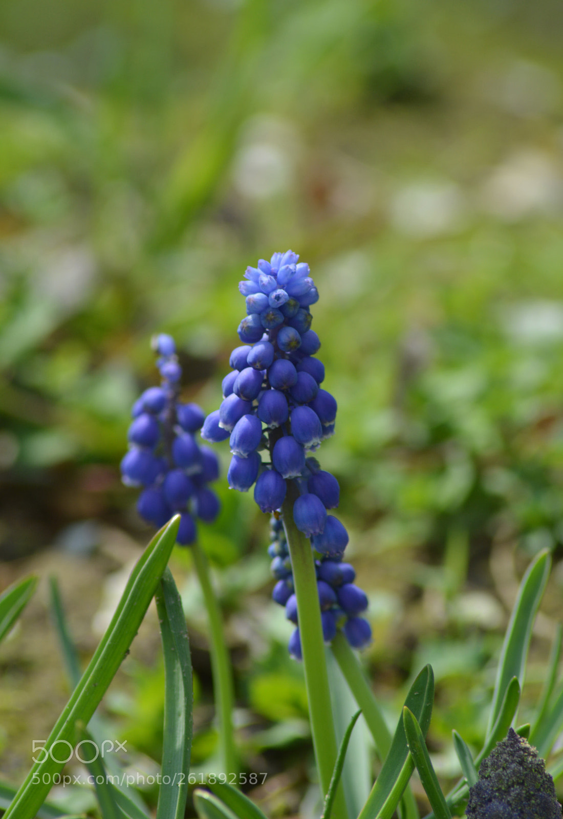 Nikon D5200 sample photo. Szafirek photography