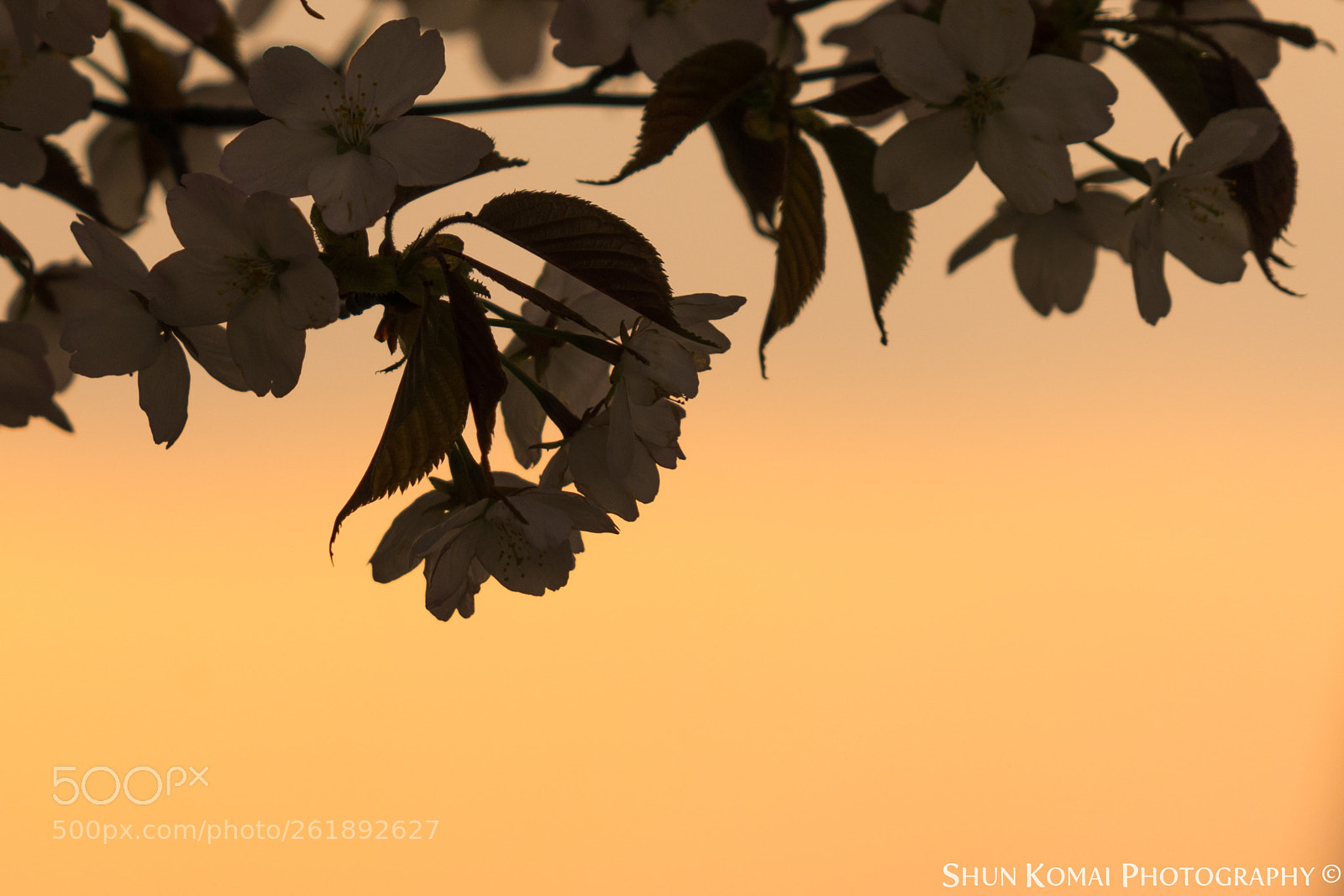 Sony a7 sample photo. Sakura in the evening photography