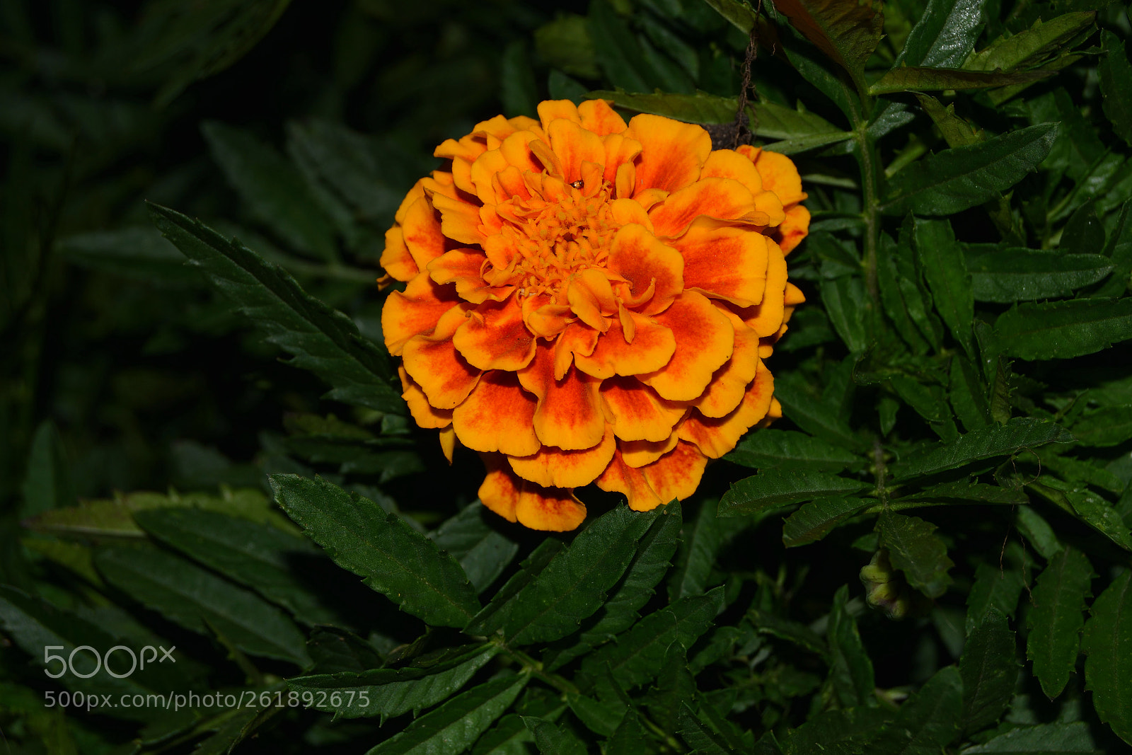 Nikon D3300 sample photo. Orange flower at dusk photography