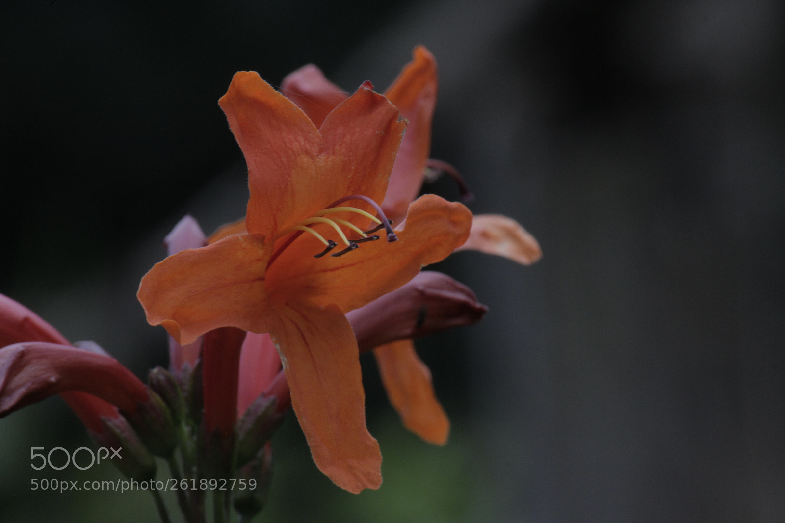 Canon EF-S 55-250mm F4-5.6 IS II sample photo. Nashgitao photography