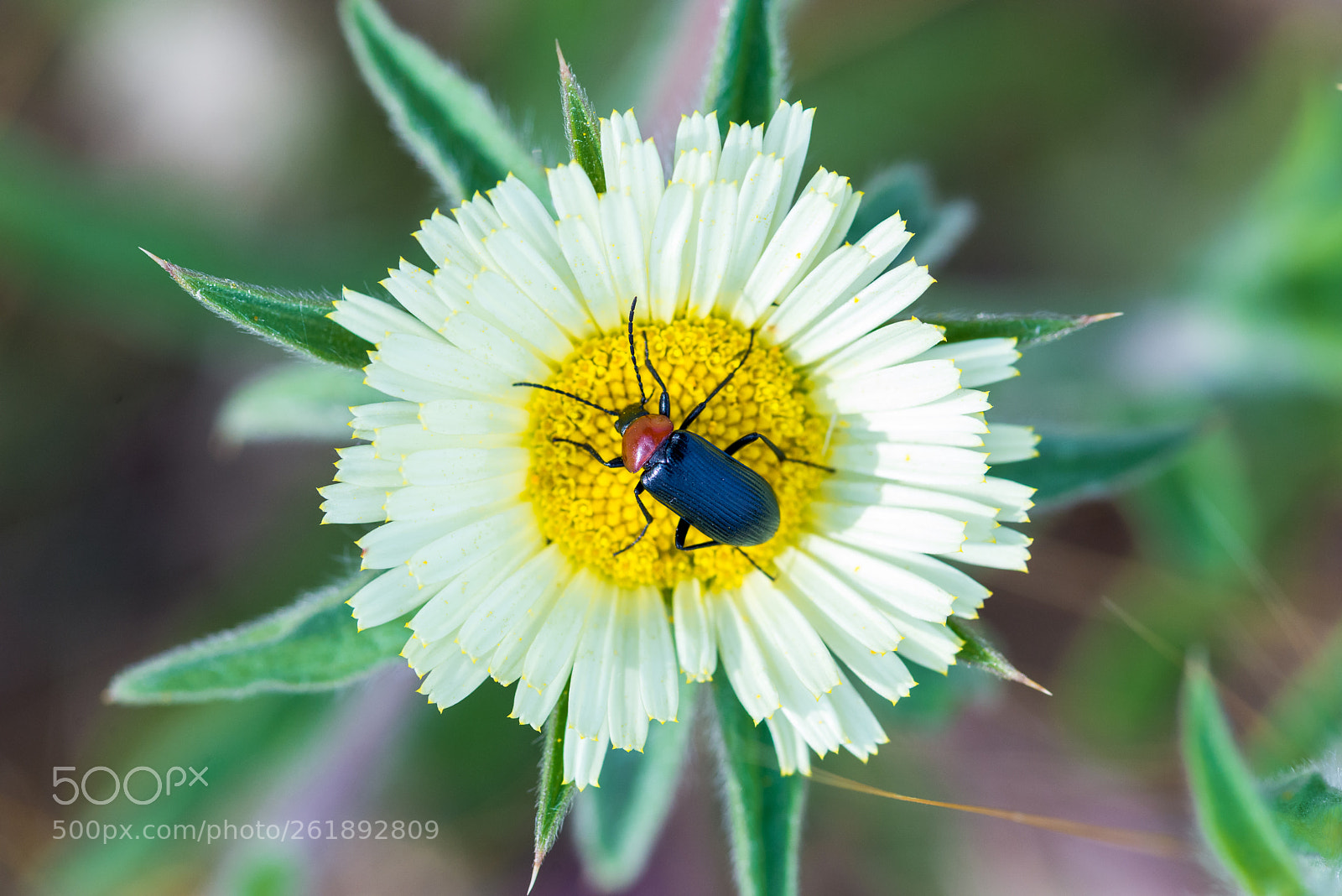 Nikon D610 sample photo. Without toughs photography