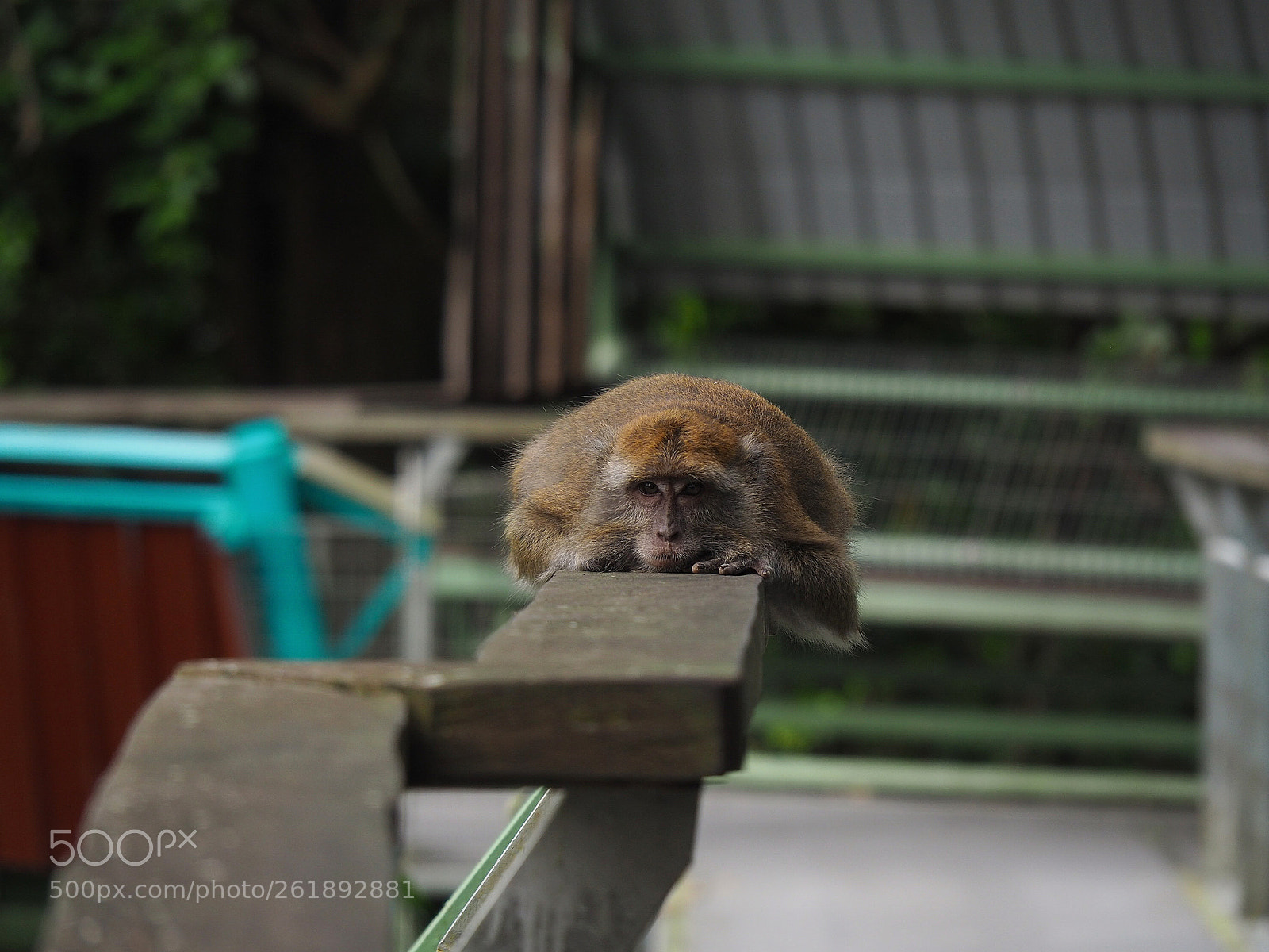Olympus OM-D E-M10 II sample photo. Monorail macaque photography