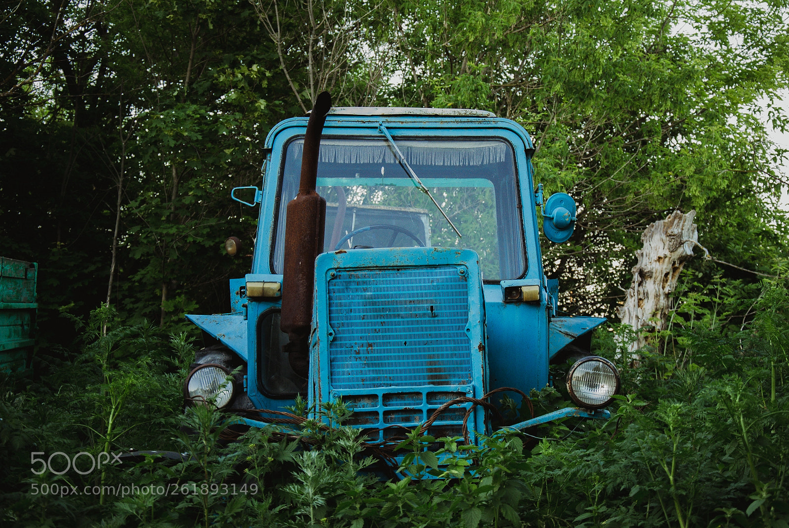 Nikon D3100 sample photo. Forest photography