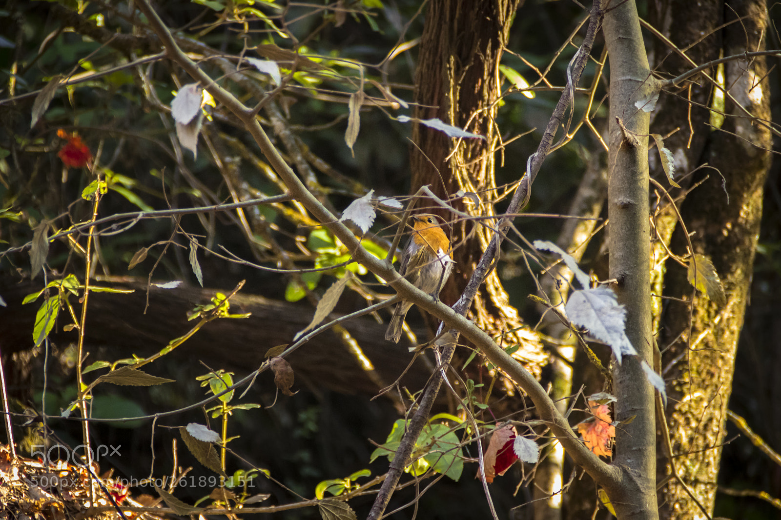 Canon EOS 80D sample photo. Go green photography
