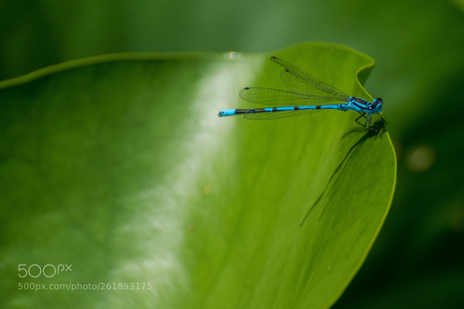 Nikon D5300 sample photo. Dragon fly photography