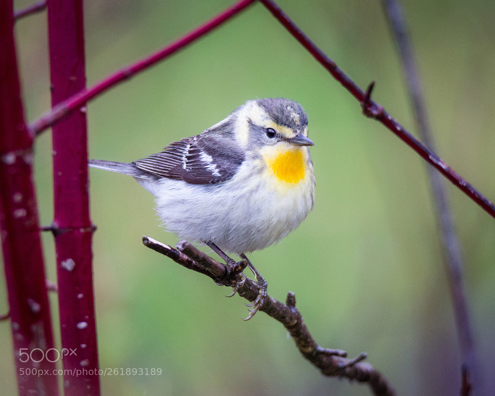 Canon EOS 600D (Rebel EOS T3i / EOS Kiss X5) sample photo. Juvenile northern parula warbler photography