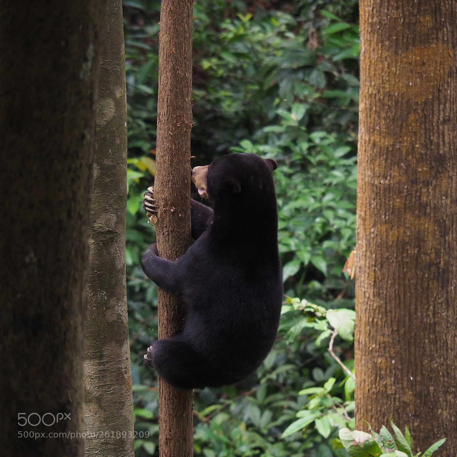 Olympus OM-D E-M10 II sample photo. Tree bear photography