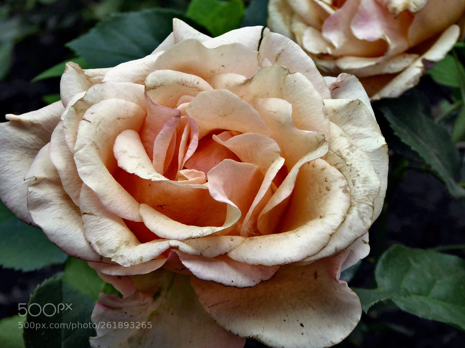 Panasonic Lumix DMC-ZS40 (Lumix DMC-TZ60) sample photo. A simple rose photography