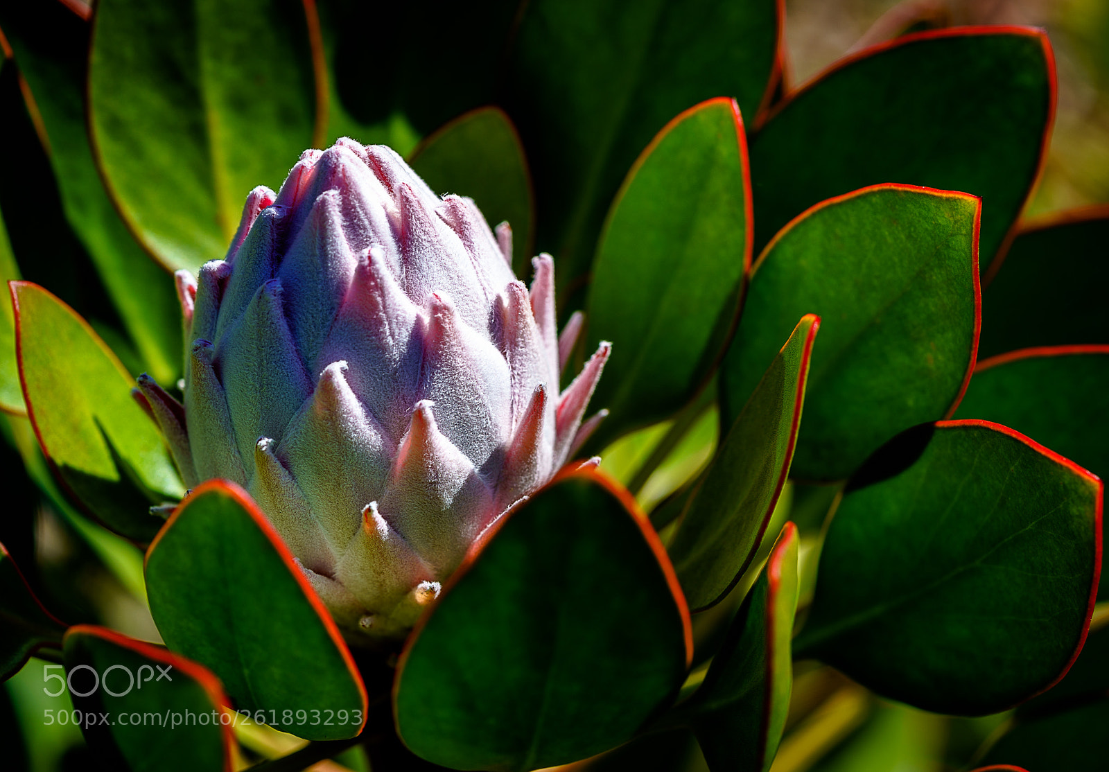 Sony a7R III sample photo. Protea photography