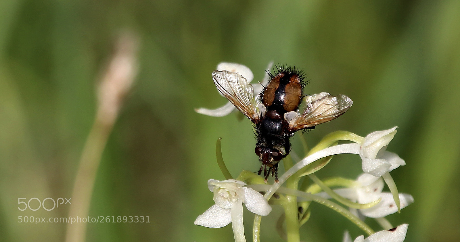 Sigma 150-600mm F5-6.3 DG OS HSM | C sample photo. Nobody knows photography