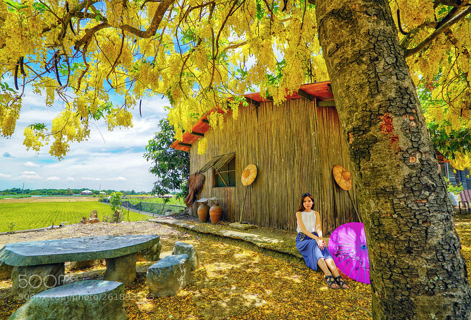 Sony a7S sample photo. Golden shower tree photography