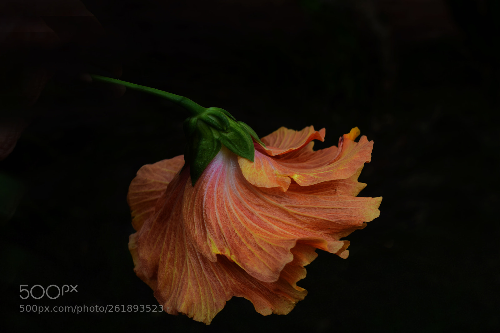 Nikon D3300 sample photo. Somnolienta photography