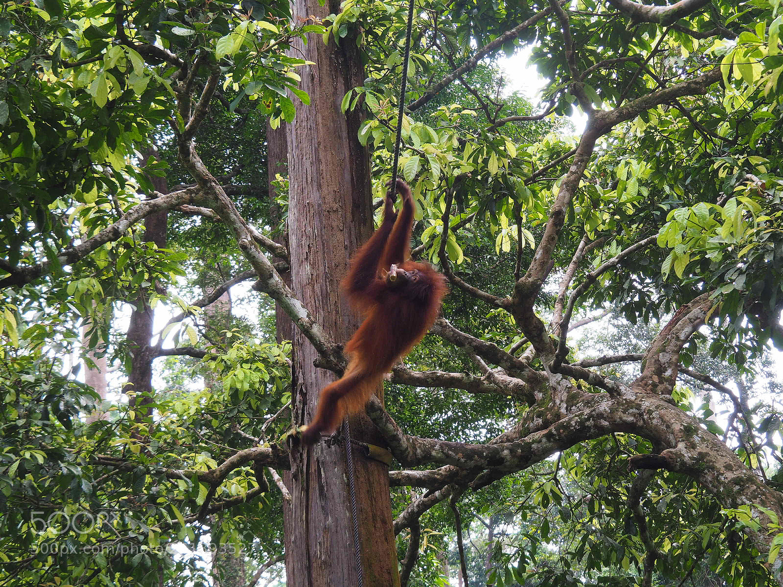 Olympus OM-D E-M10 II sample photo. Orangutan photography