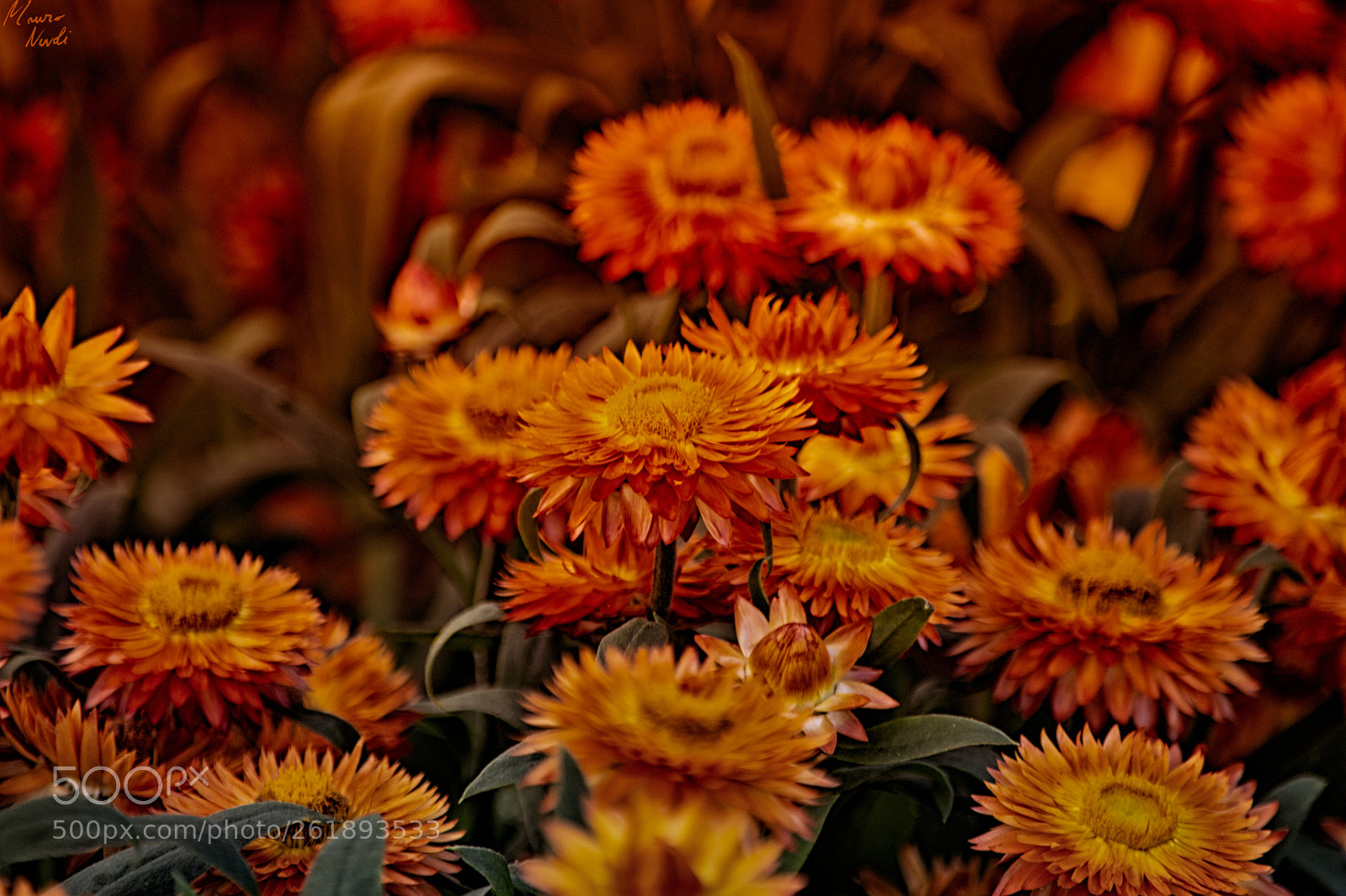 Nikon D3100 sample photo. Sassari in fiore 2018 photography