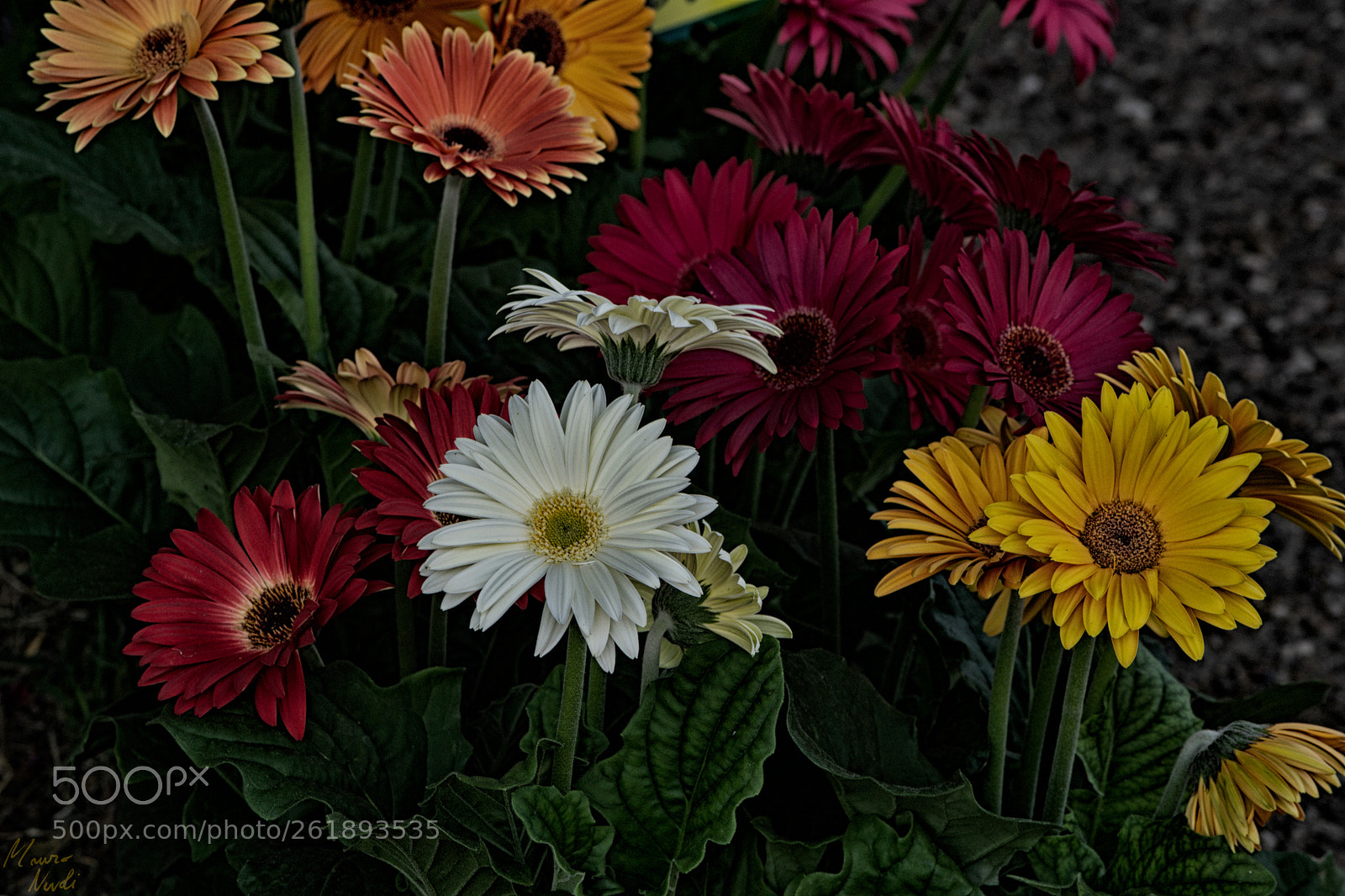Nikon D3100 sample photo. Sassari in fiore 2018 photography