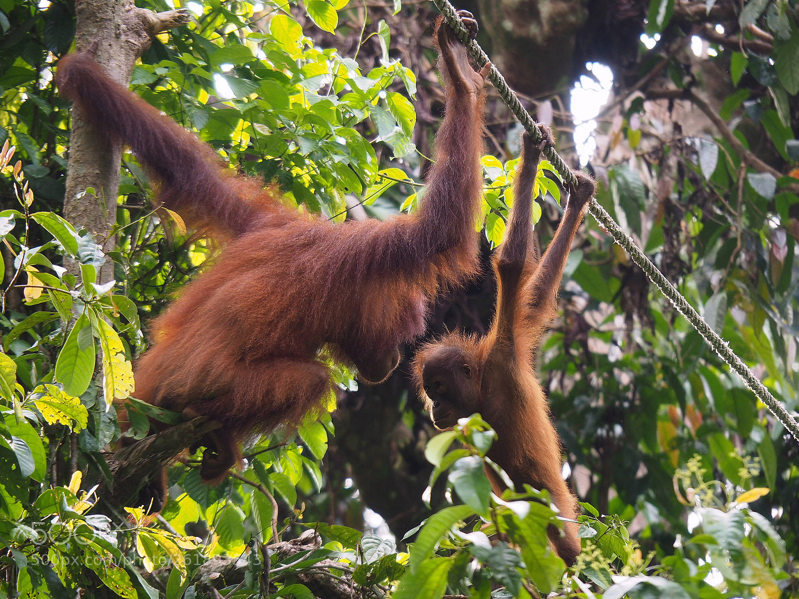 Olympus OM-D E-M10 II sample photo. Orangutan adult and baby photography