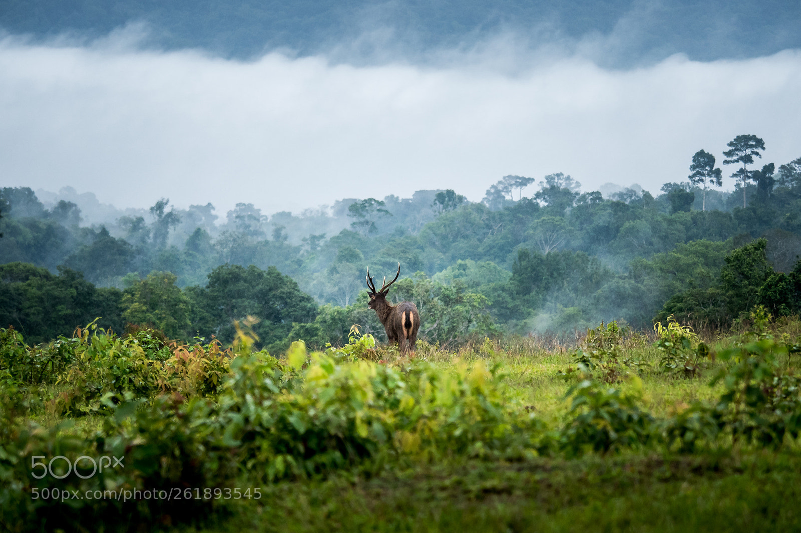 Panasonic Lumix DMC-GH4 sample photo. Stag in khao yai photography