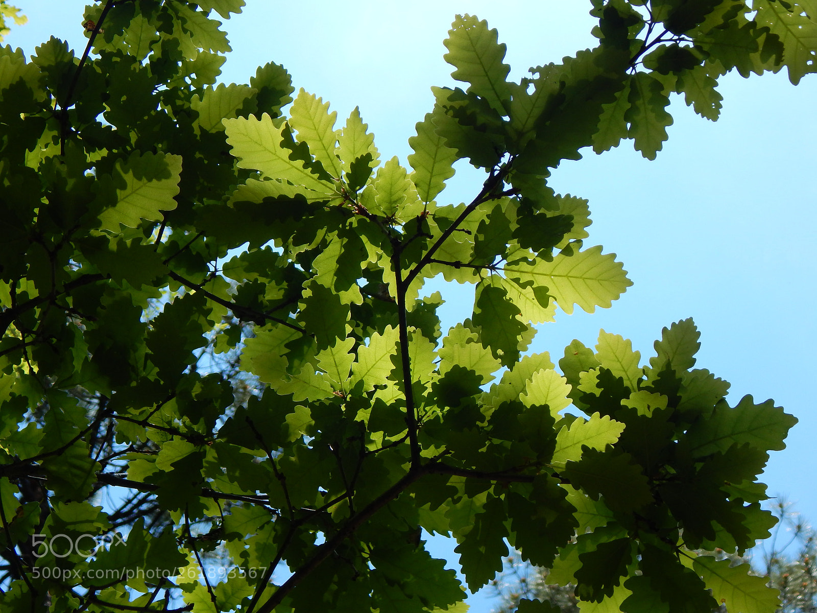 Nikon Coolpix L830 sample photo. Oak leaves photography