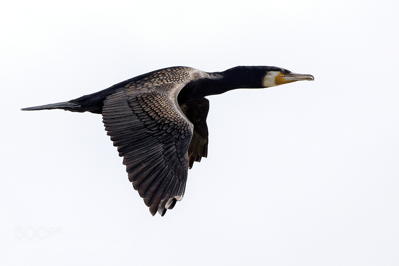 Canon EOS 5D Mark IV sample photo. Kormoran photography