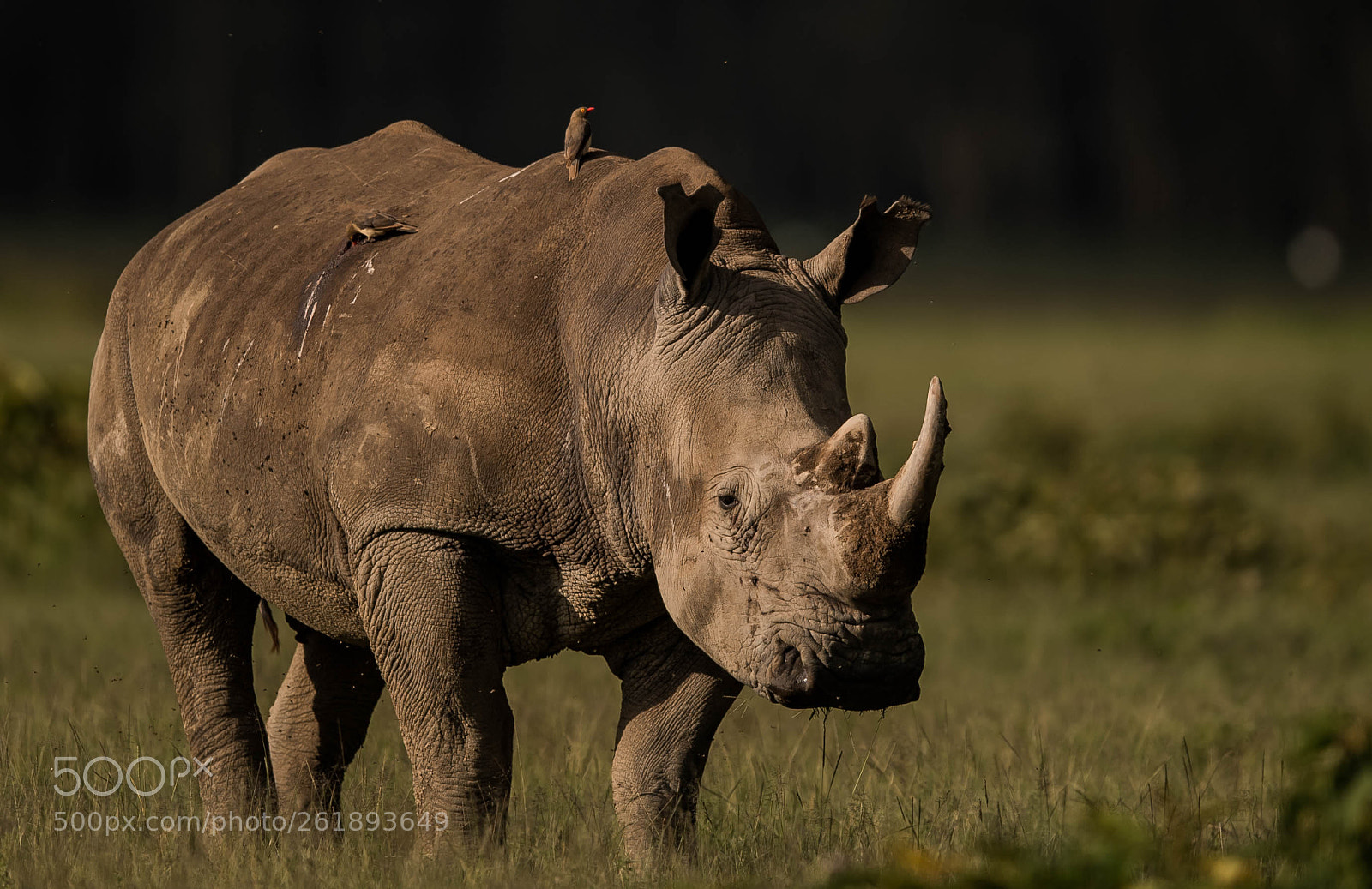 Nikon D5 sample photo. White rhino photography