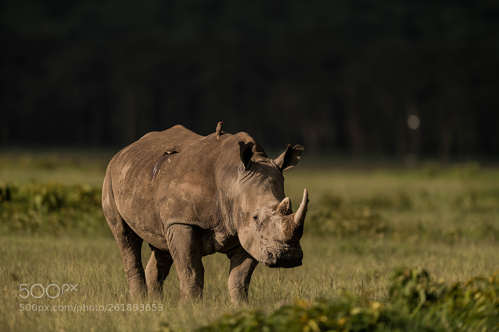 Nikon D5 sample photo. White rhino photography