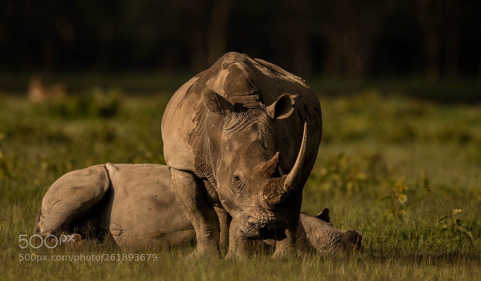 Nikon D5 sample photo. White rhino photography