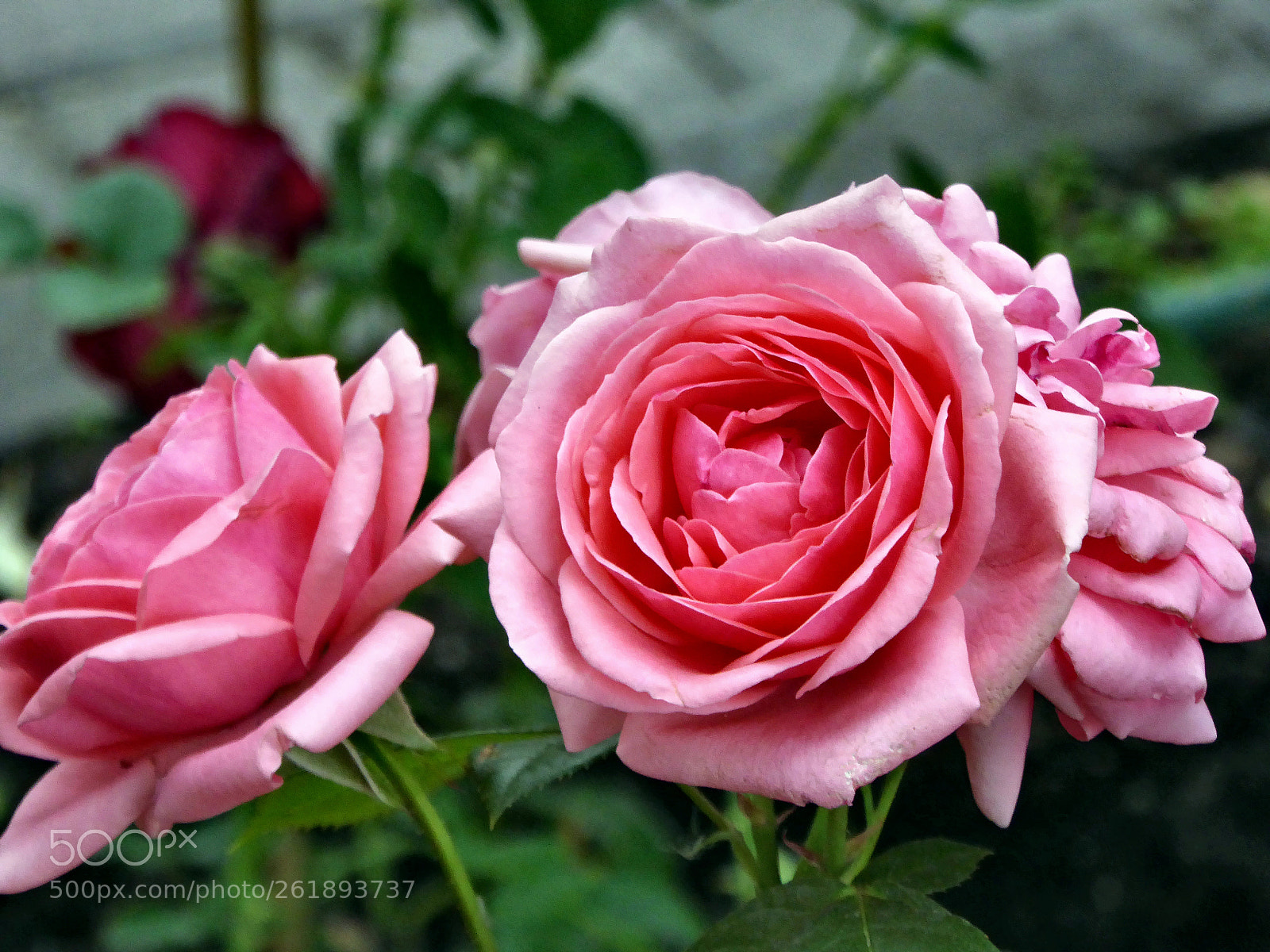 Panasonic Lumix DMC-ZS40 (Lumix DMC-TZ60) sample photo. Roses in the park photography