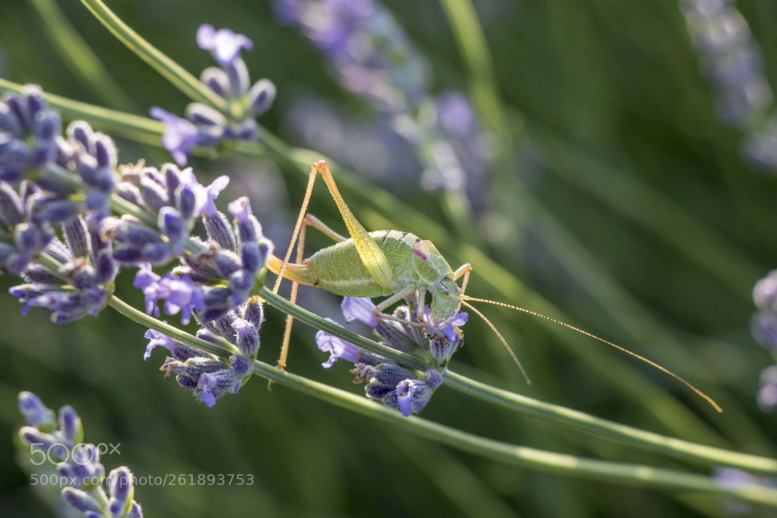 Canon EOS 77D (EOS 9000D / EOS 770D) sample photo. Grasshopper photography
