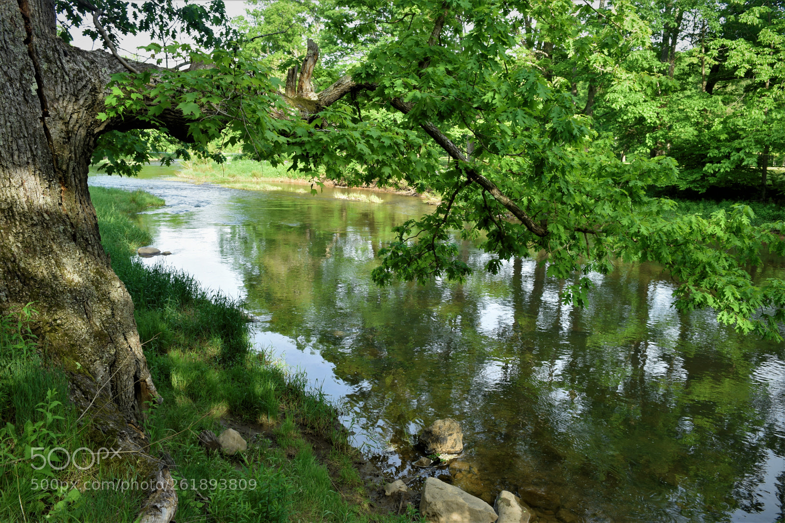 Nikon D3300 sample photo. Green in the river photography