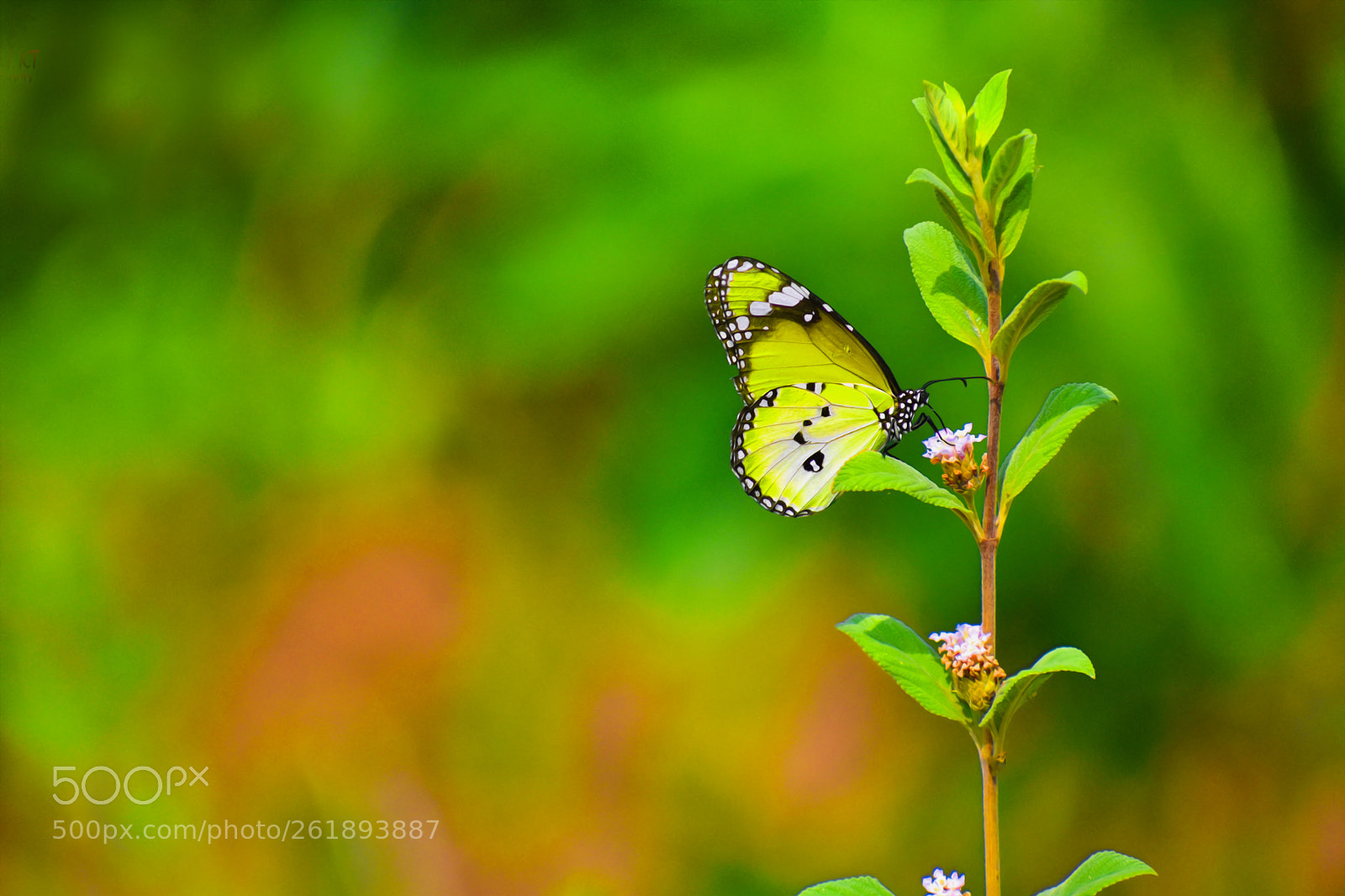 Nikon D5600 sample photo. Butter fly photography