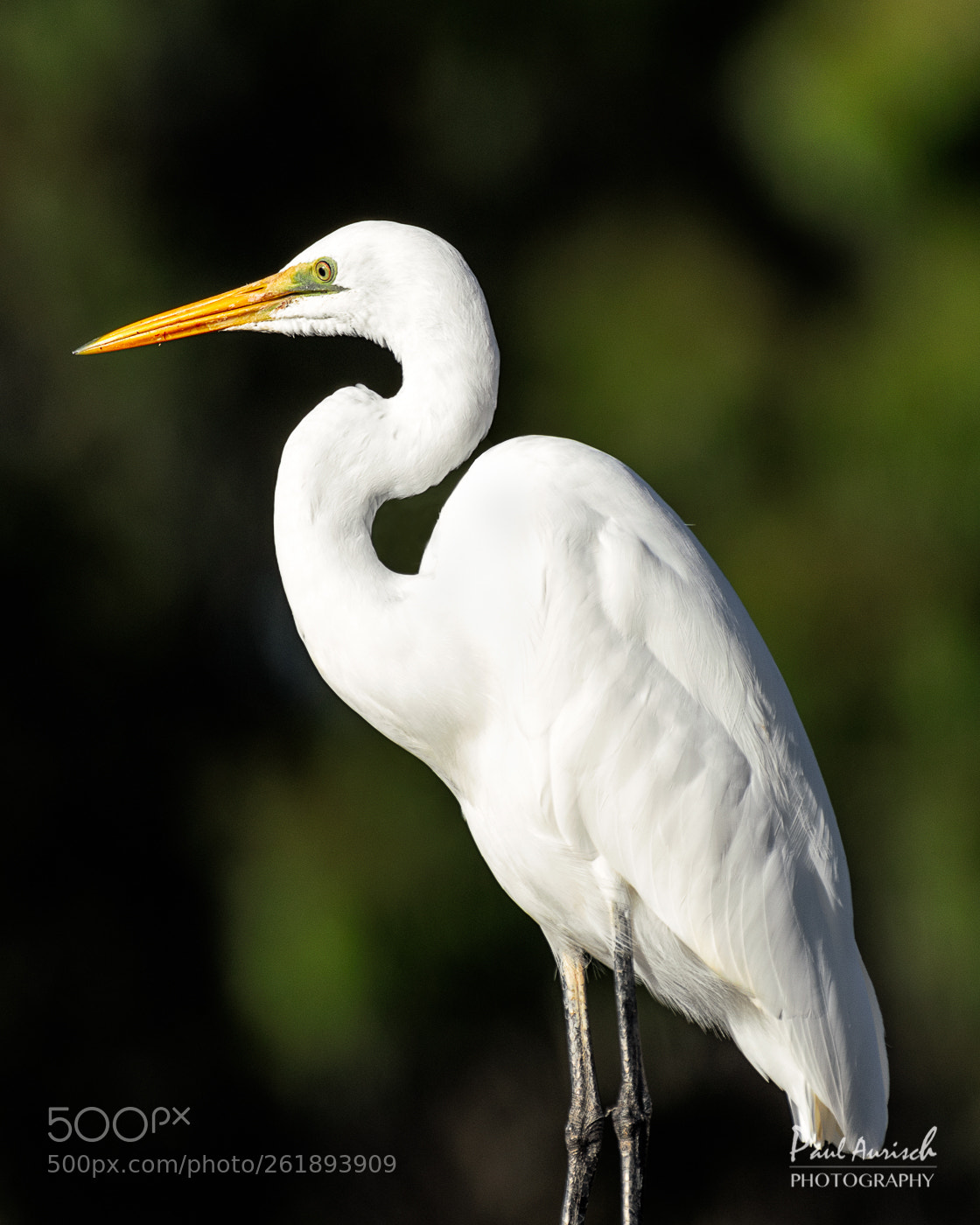 Nikon D500 sample photo. Great egret photography