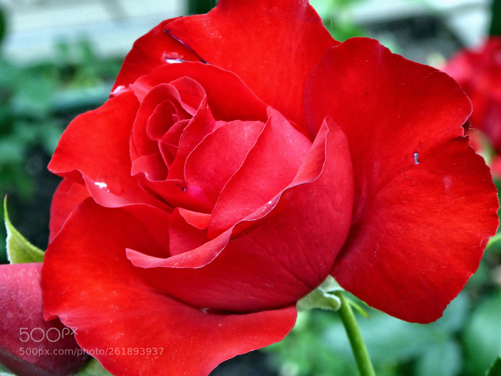 Panasonic Lumix DMC-ZS40 (Lumix DMC-TZ60) sample photo. Red rose photography