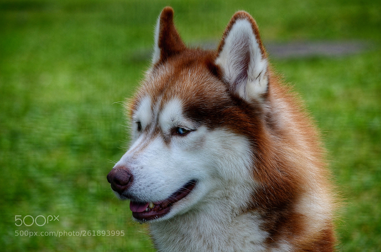 Nikon D5100 sample photo. Untitled photography