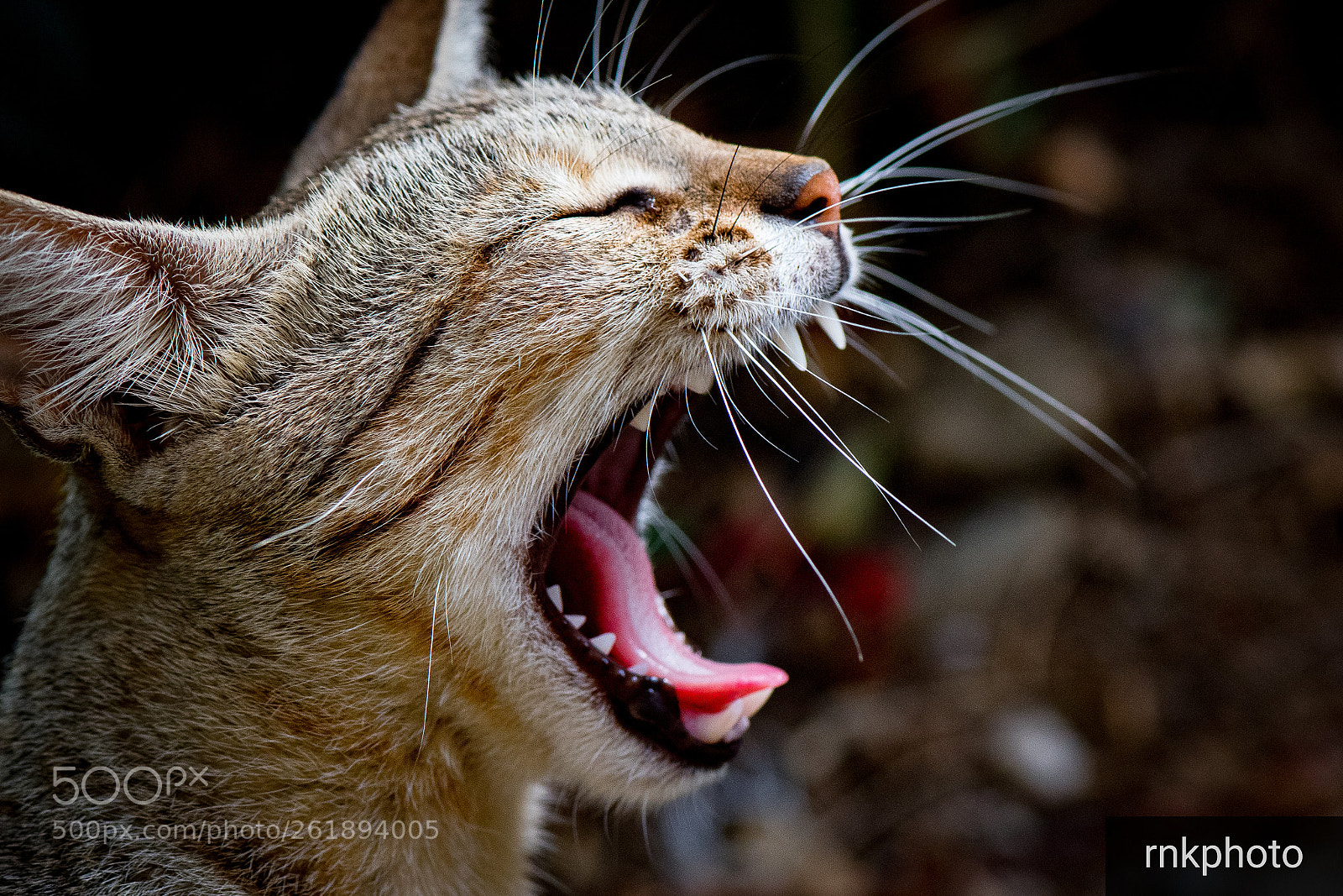 Nikon D500 sample photo. Roar... photography