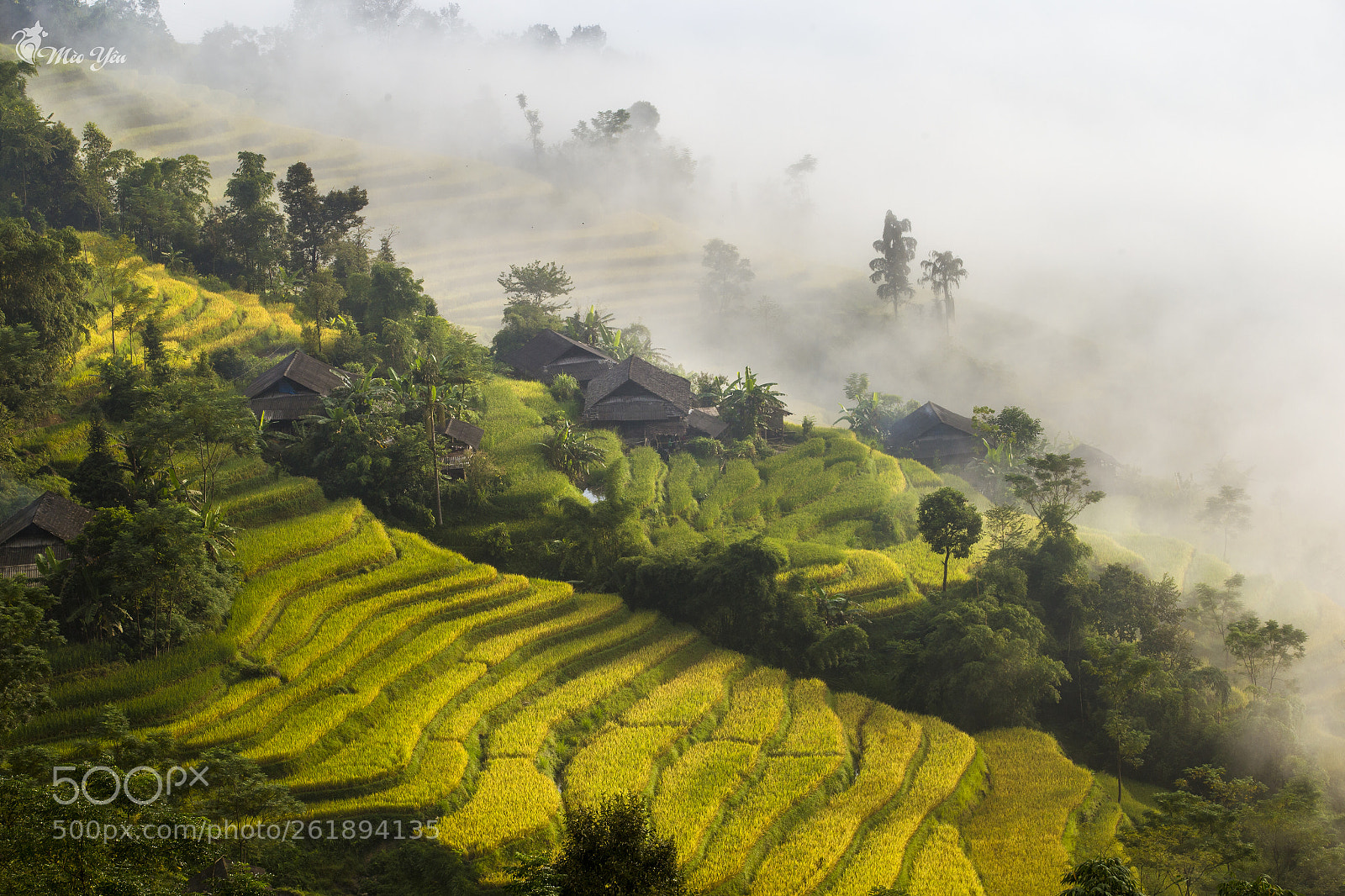 Canon EOS 6D sample photo. Terraced fields in viet photography