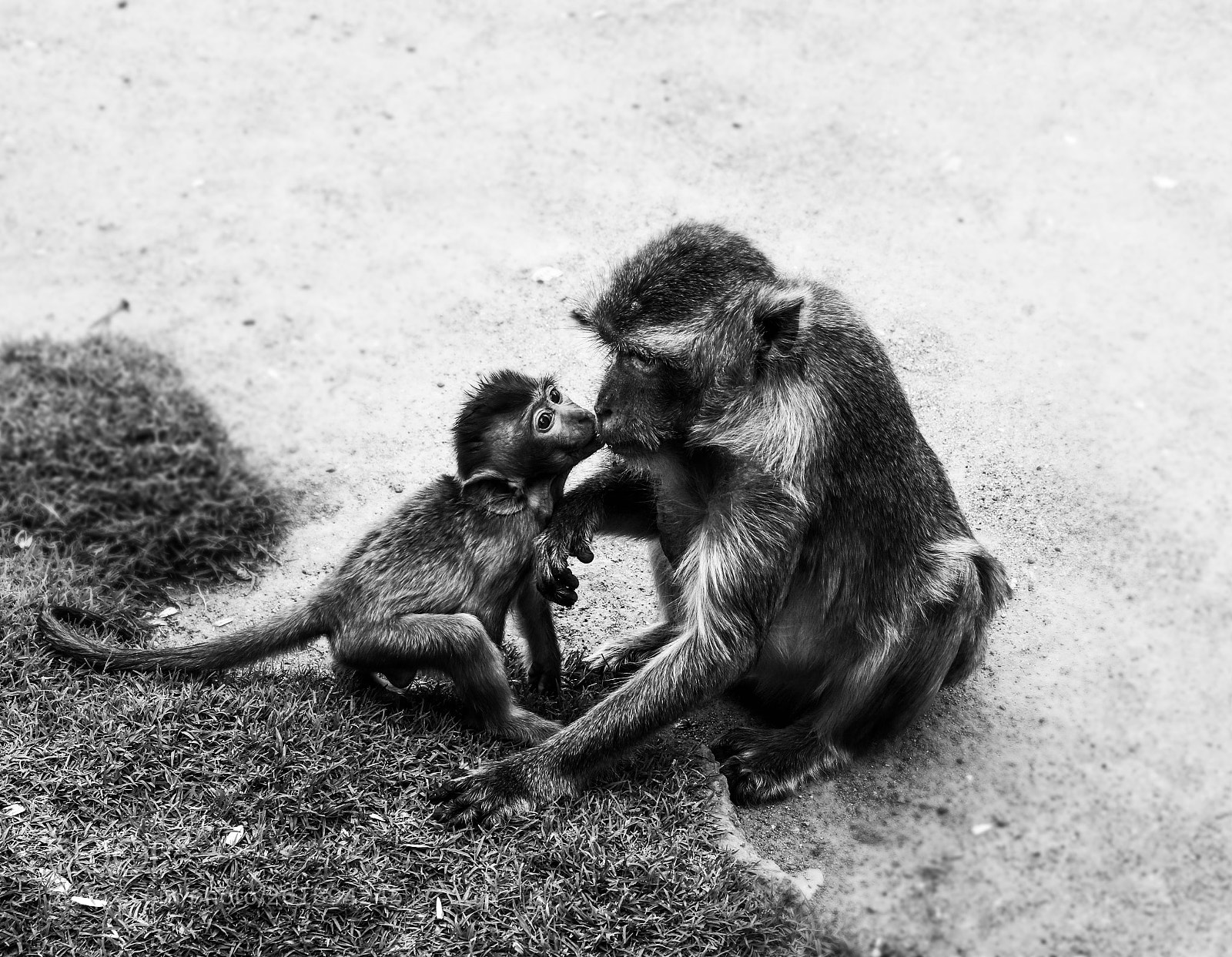Canon EOS 750D (EOS Rebel T6i / EOS Kiss X8i) sample photo. Monkey business photography