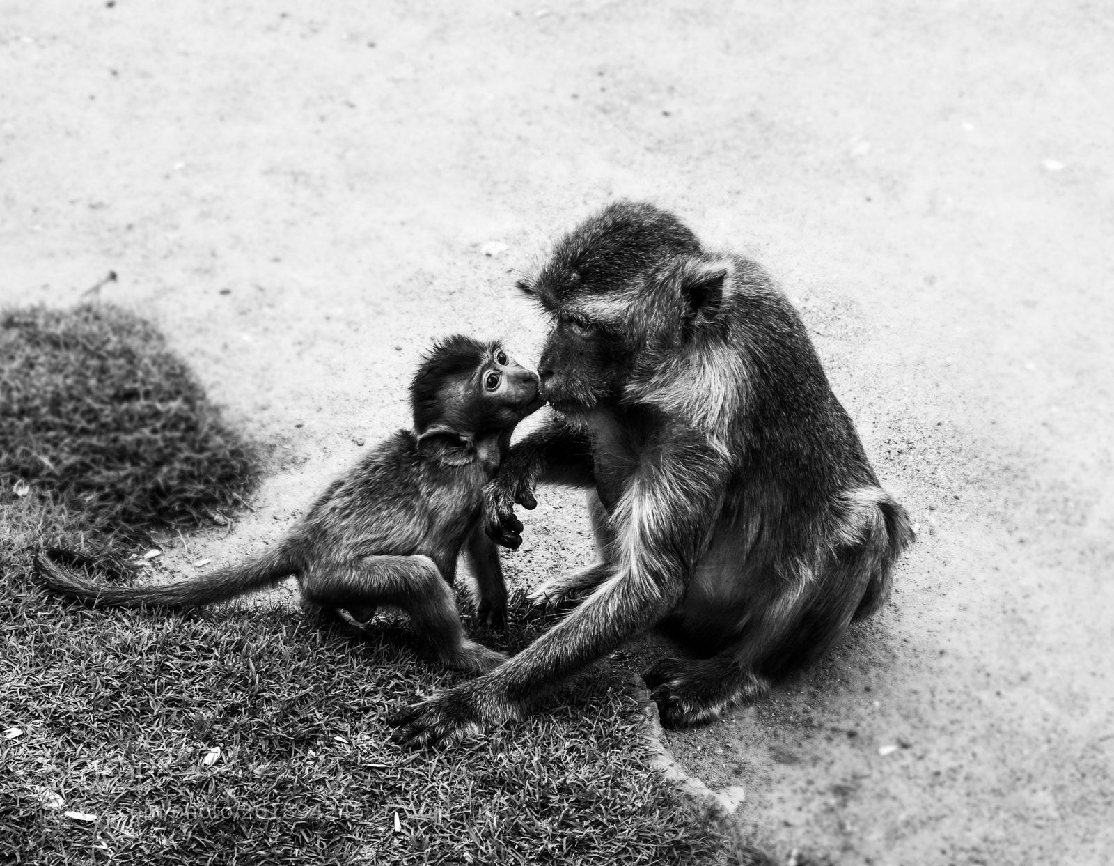 Canon EOS 750D (EOS Rebel T6i / EOS Kiss X8i) sample photo. Monkey business photography