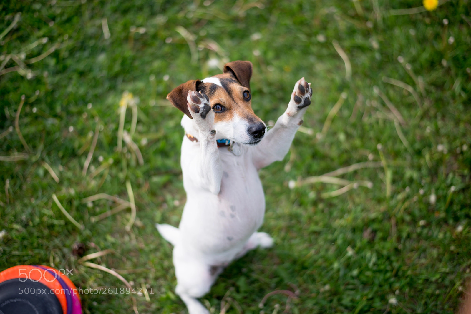 Nikon D610 sample photo. Sweet dog. jack russell photography
