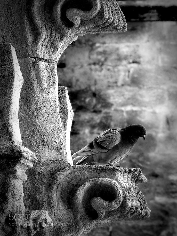 Canon PowerShot G9 X sample photo. Pigeon lurking photography