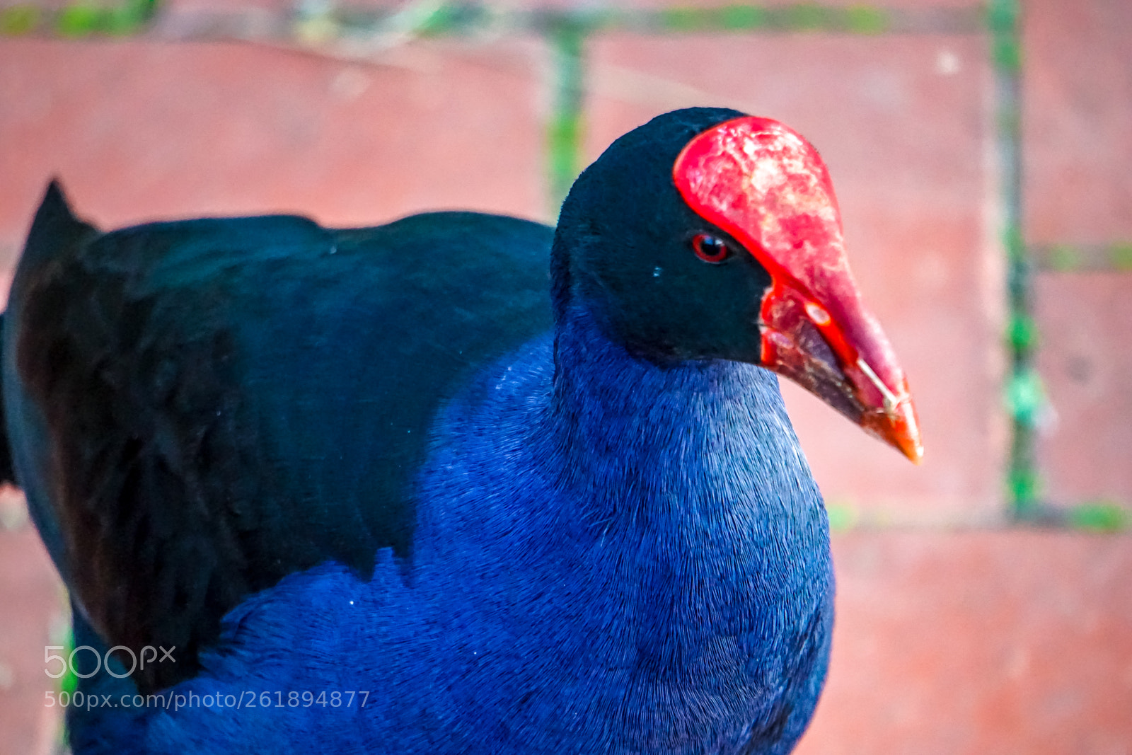 Sony a5100 sample photo. Blue black bird photography