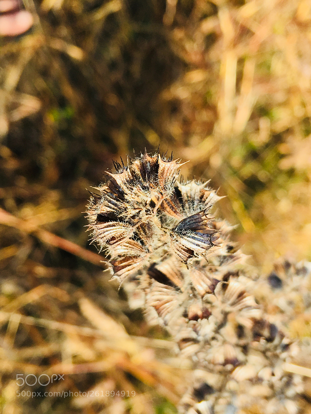 Apple iPhone SE sample photo. Beautiful spines  photography