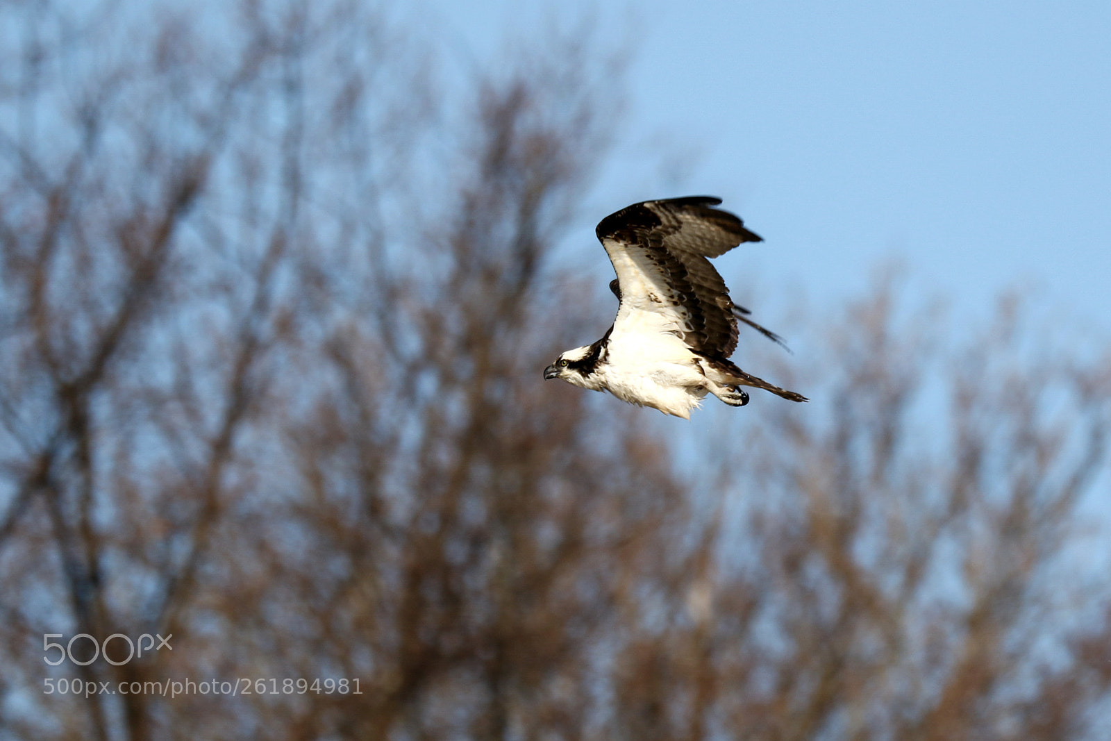 Canon EOS 7D Mark II sample photo. Osprey photography