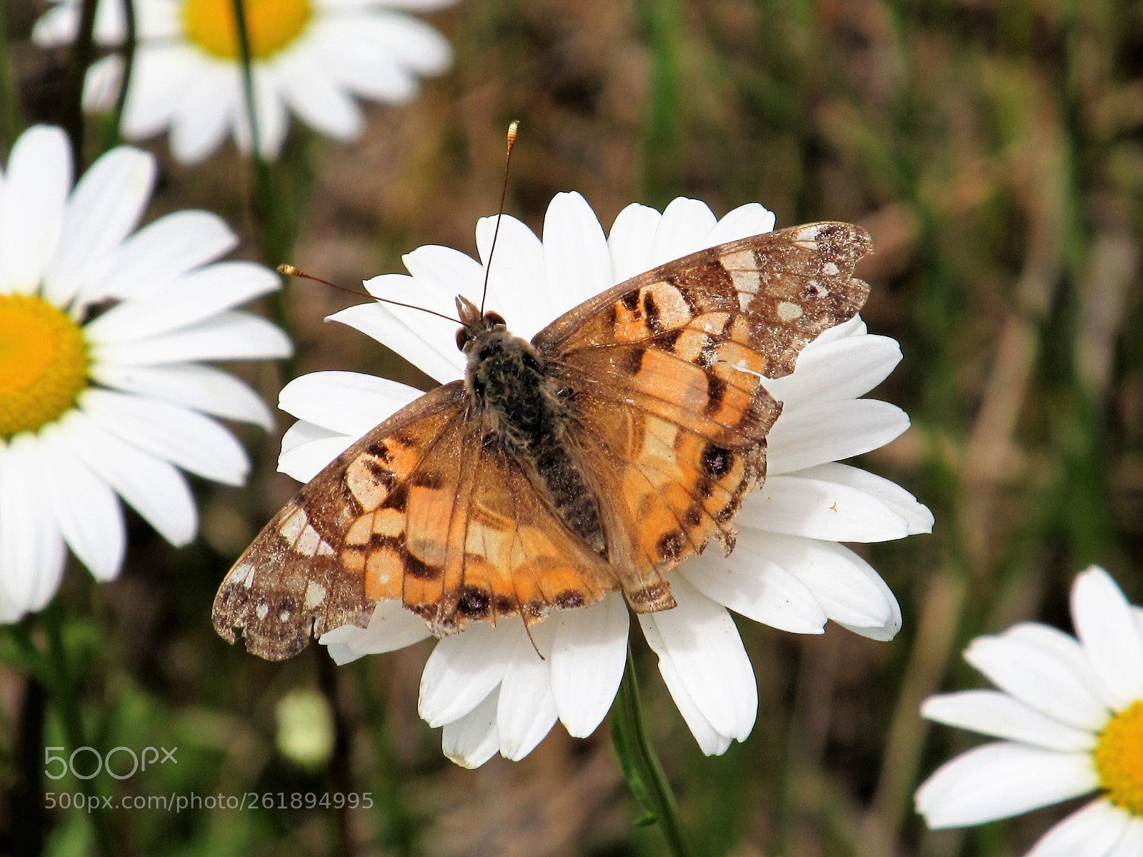 Canon PowerShot SX130 IS sample photo. Moth photography