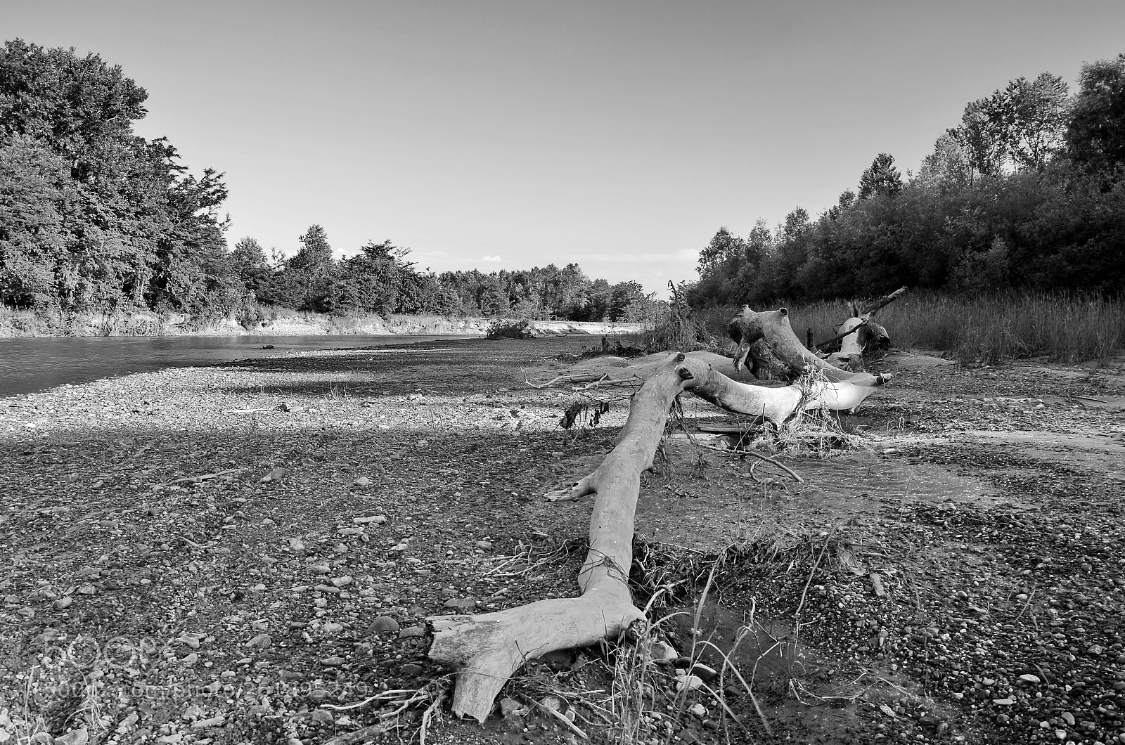 Nikon D5100 sample photo. Dead tree photography