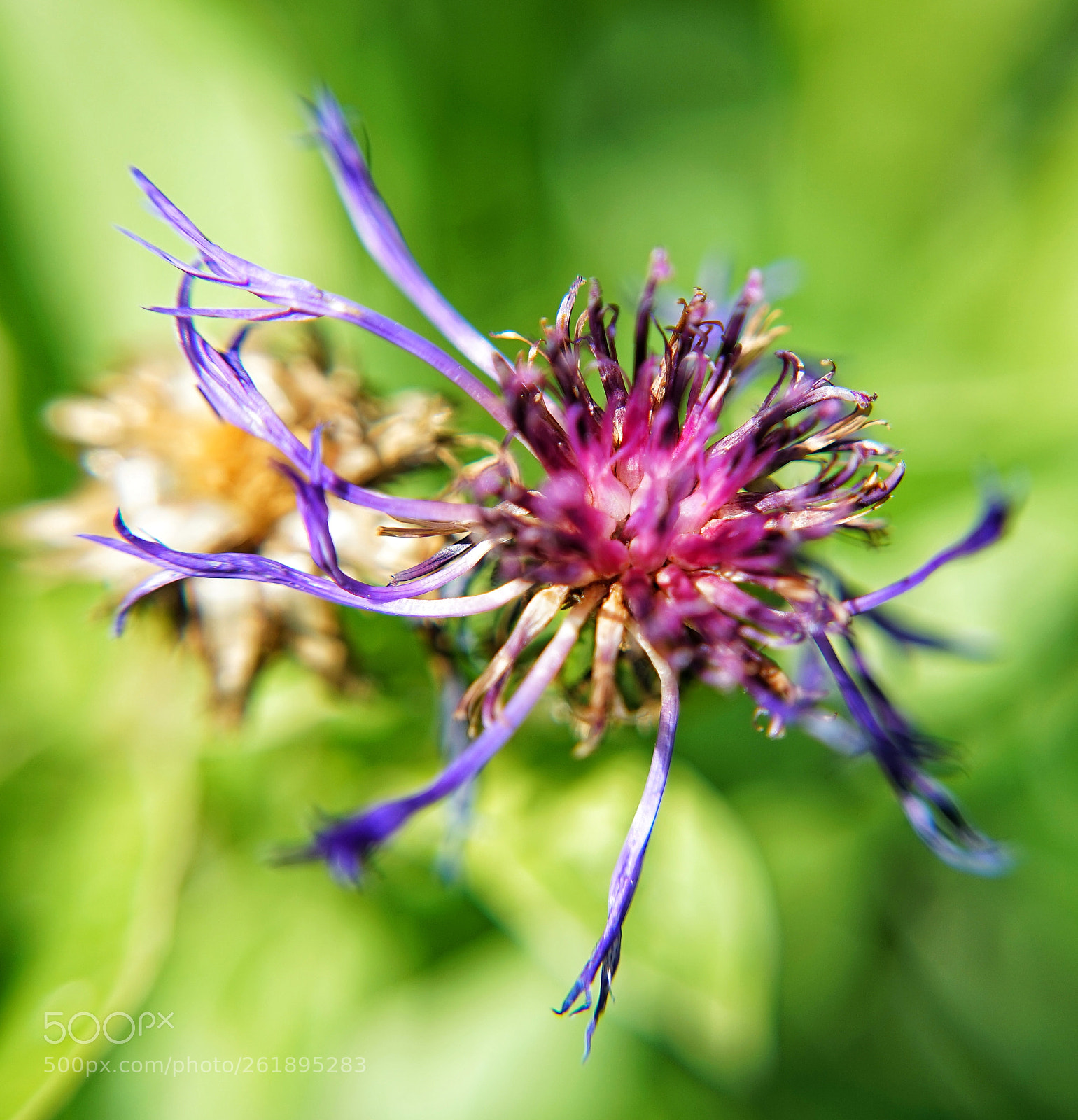 Sony a7 sample photo. Untitled photography
