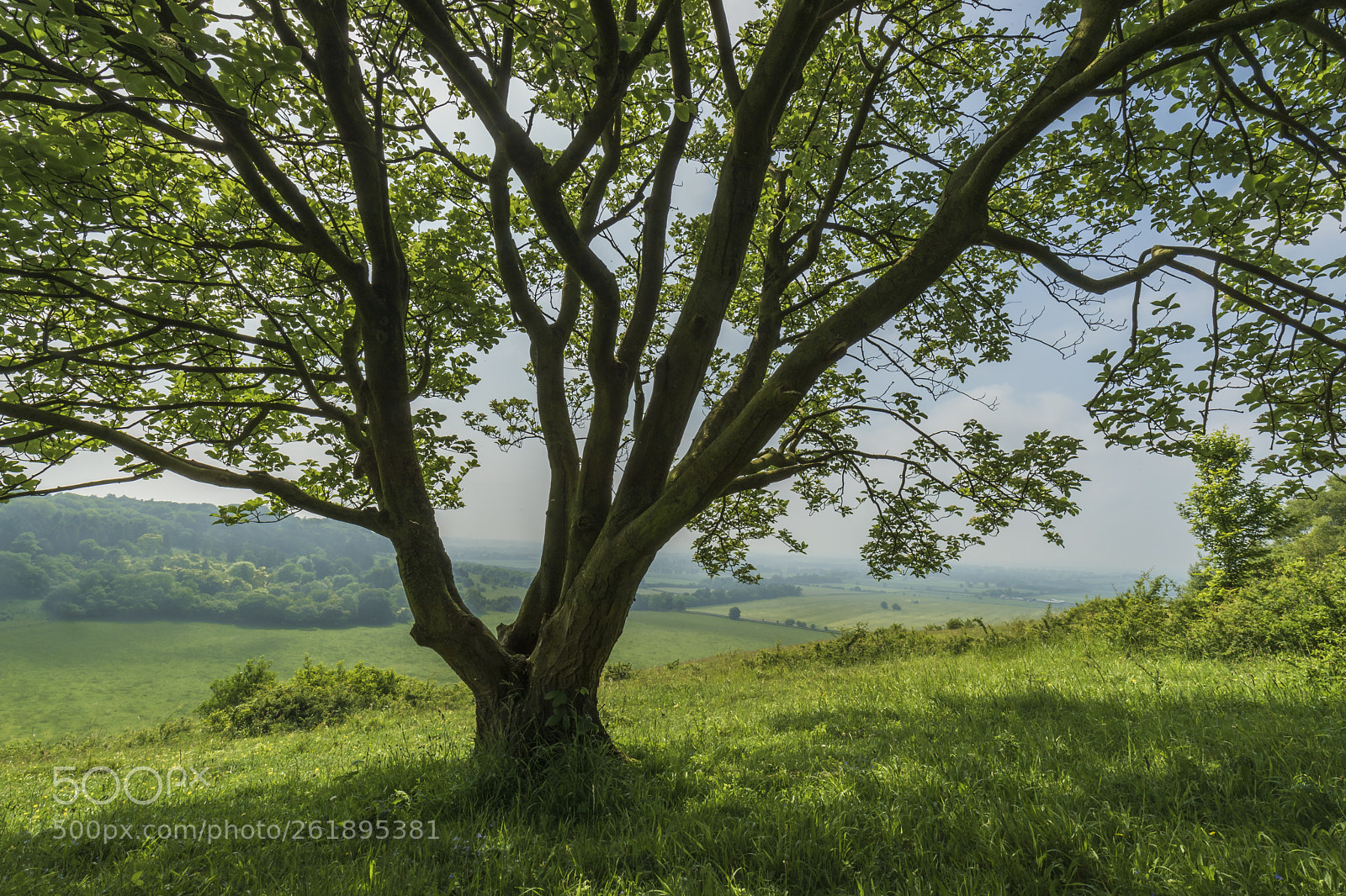 Canon EOS-1D X Mark II sample photo. Tree on hill photography