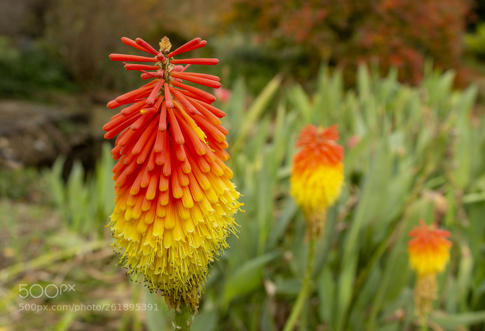Canon EOS 1200D (EOS Rebel T5 / EOS Kiss X70 / EOS Hi) sample photo. The red hot poker photography
