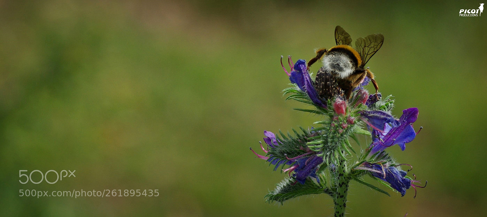 Pentax K10D + Tamron SP AF 90mm F2.8 Di Macro sample photo. Bzzzz!!! photography