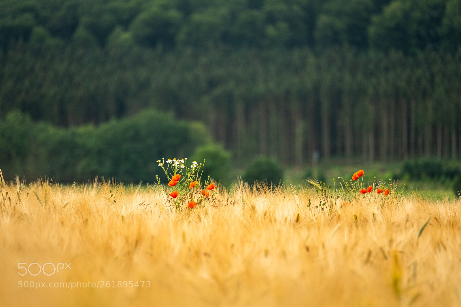 Fujifilm X-T2 sample photo. Poppy photography