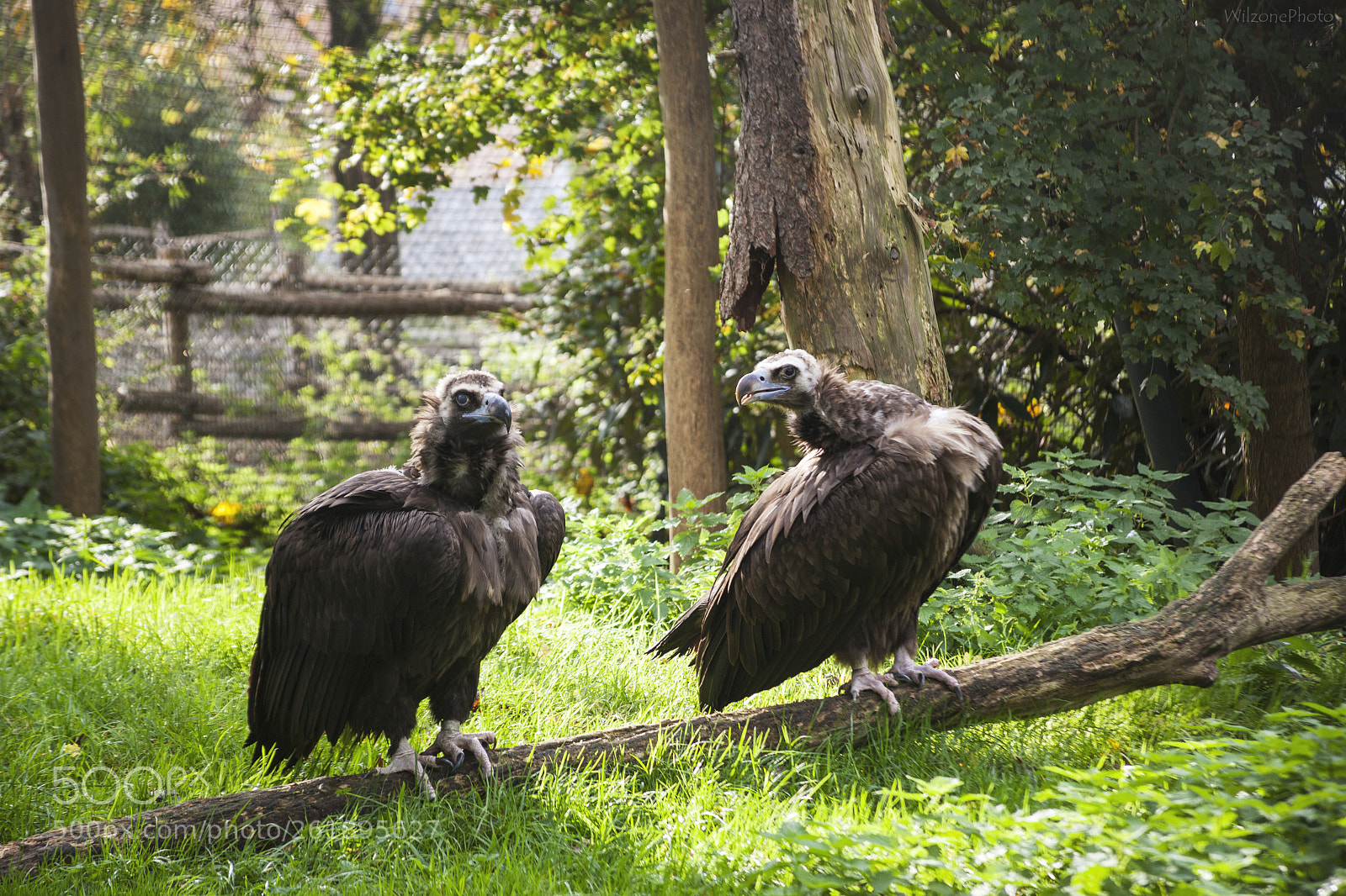 Canon EOS 5D Mark II sample photo. Pairi daiza 6656 photography